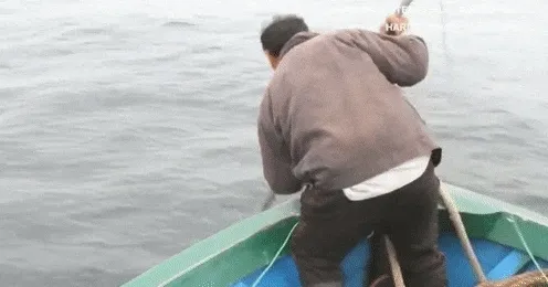 Các ngư dân sử dụng lao móc, xiên vào xương sống của cá heo...