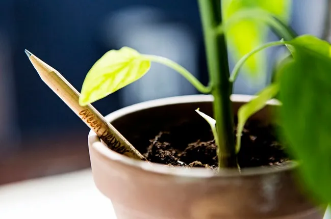 Trồng cây bằng bút chì là phát minh mới ấn tượng và cực hữu ích.