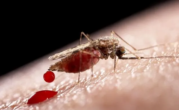 Sử dụng muỗi biến đổi gen để chống lại virus Zika.