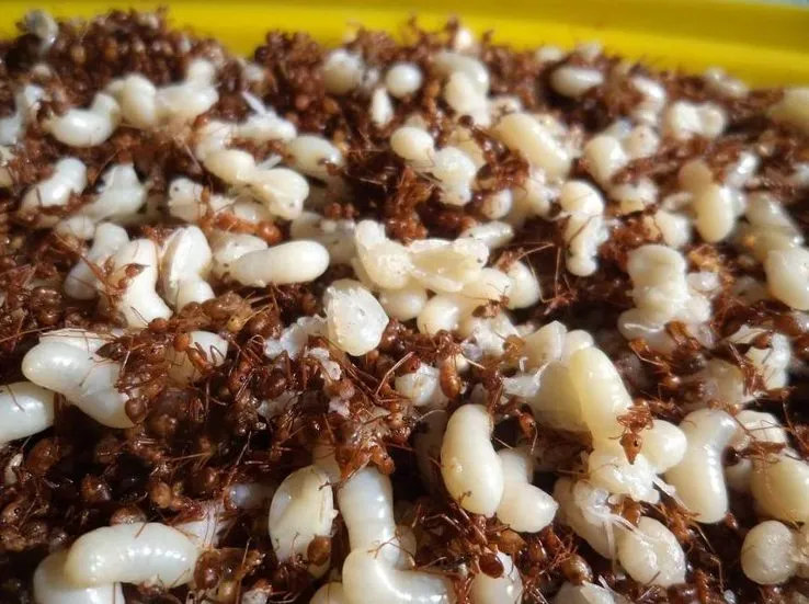 Cá gỏi kiến vàng