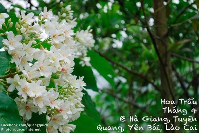 Dịp tháng 4 là khi Hà Giang, Tuyên Quang, Yên Bái, Lào Cai được nhuộm trắng bởi loài hoa trẩu xinh đẹp