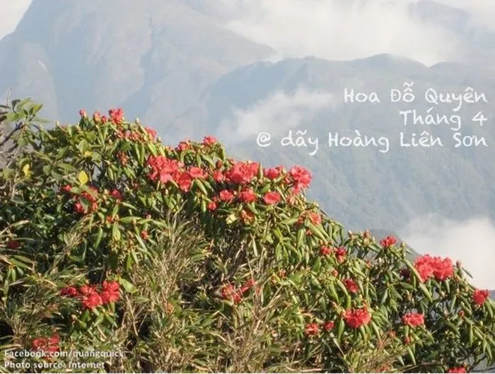 Hoa đỗ quyên