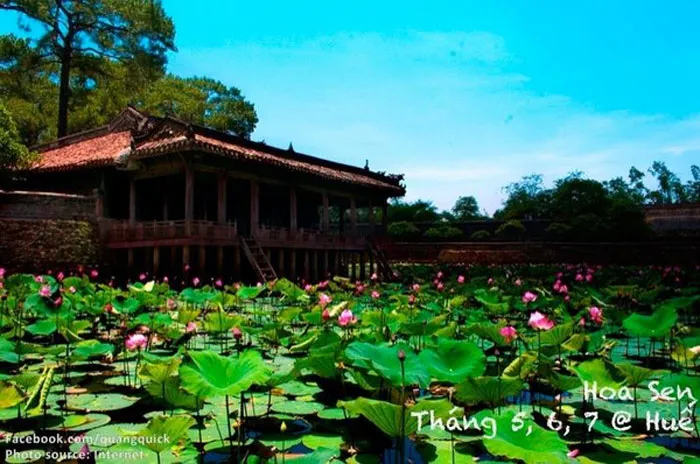 Sen mọc nhiều ở các vùng Hộ thành Hào bao quanh khu thành cổ phía bắc TP Huế hay trên đoạn sông Ngự Hà bắc qua những cây cầu đá cổ và hai bên hồ Tĩnh Tâm