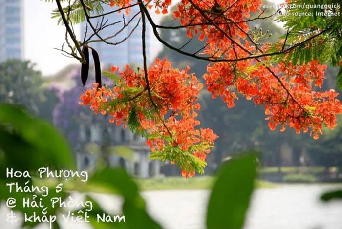 Hoa phượng
