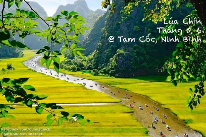 Lúa chín ở Tam Cốc – Bích Động