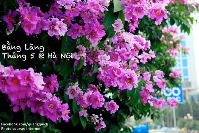 Bằng lăng tím cả góc trời.