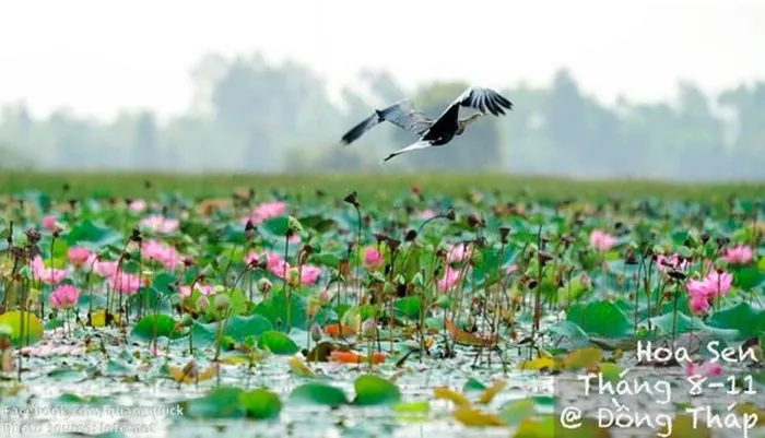 Hoa sen Đồng Tháp