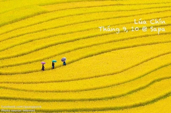 Những thửa ruộng bậc thang ở bản làng Tả Phìn, Lao Chải, Bản Hồ, Trung Chải