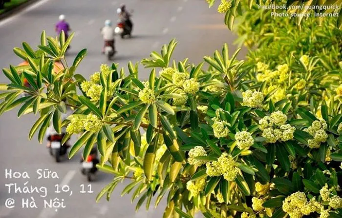 Hoa sữa Hà Nội