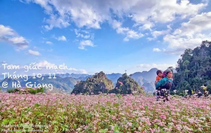 Hoa tam giác mạch