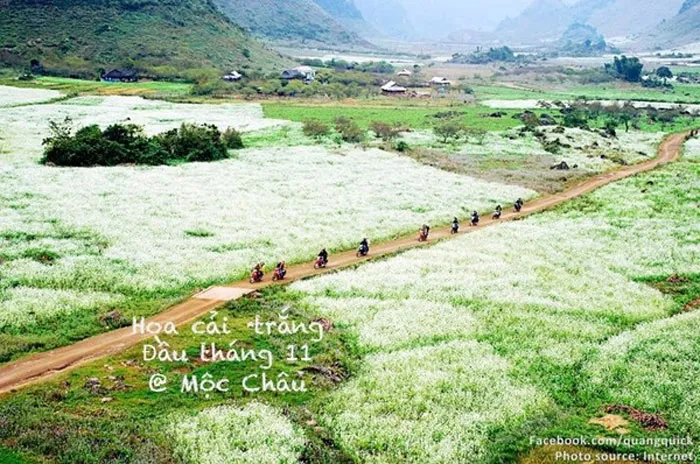 Hoa cải trắng ở Mộc Châu
