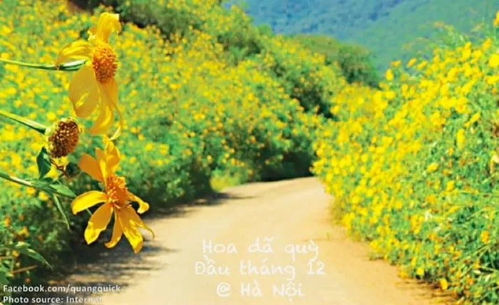 Hoa dã quỳ