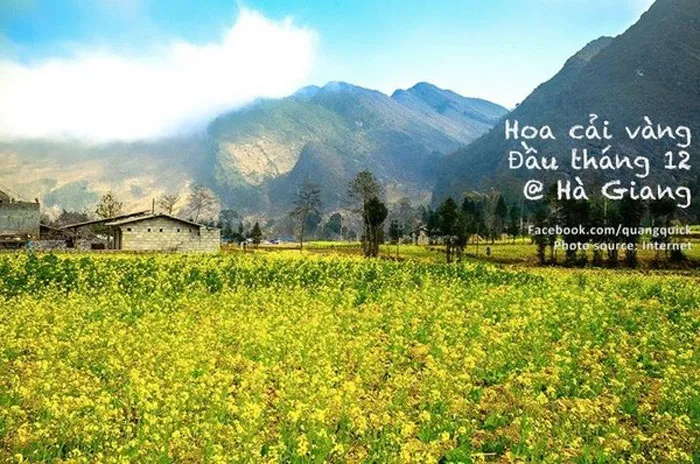 Mùa cải vàng Hà Giang,
