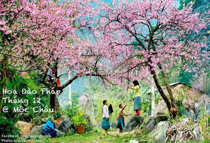 Hoa đào Pháp có màu nhạt và ít cánh so với giống đào rừng vốn nở vào mỗi dịp tết âm lịch ở Mộc Châu