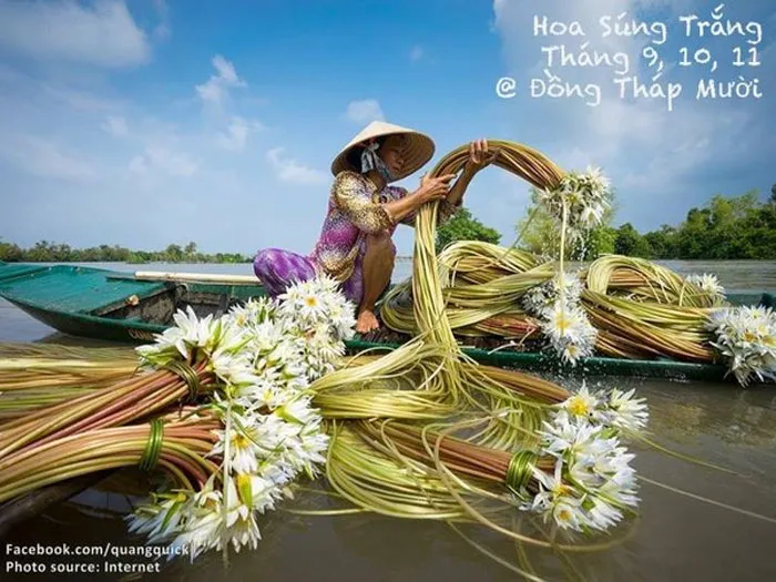 Hoa súng