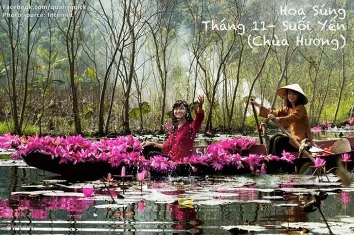 Hoa súng - Chùa Hương