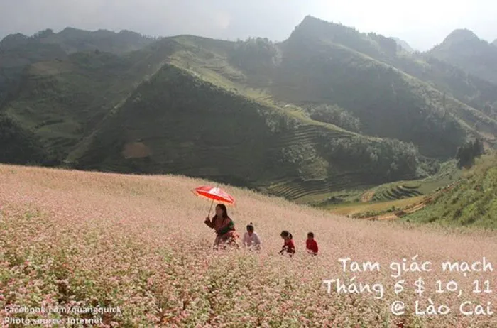 Hoa tam giác mạch - Lào Cai
