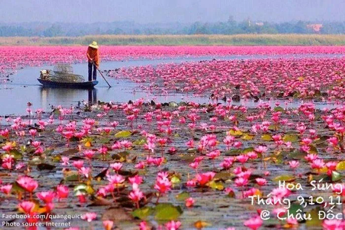 Hoa súng - Châu Đốc