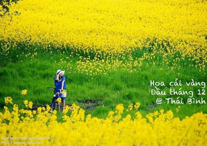 Hoa cải vàng - THái Bình