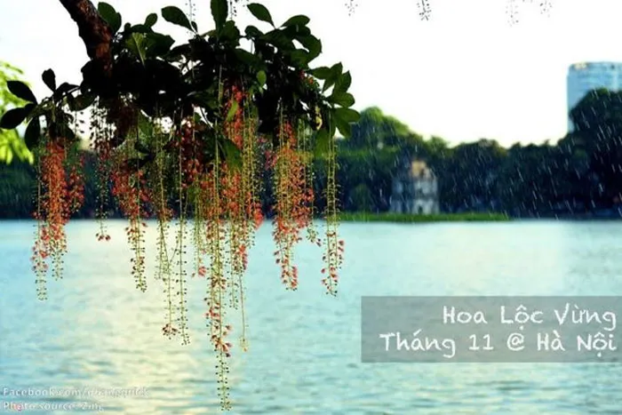Hoa lộc vừng - Hà Nội