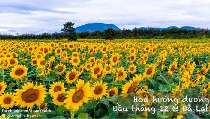Hoa hướng dương - Đà Lạt