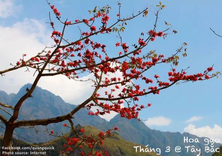 Tháng 3 còn là mùa của hoa gạo nở đỏ rực.