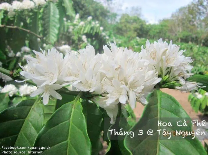 Hoa cà phê