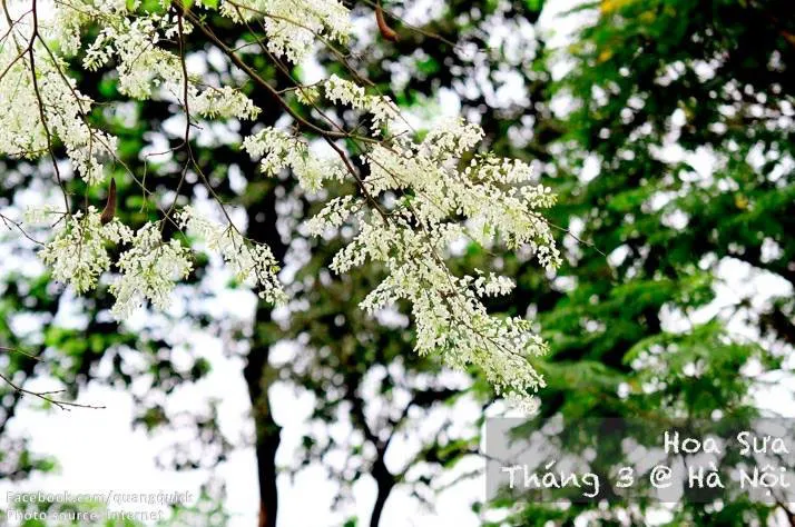 Hoa sưa
