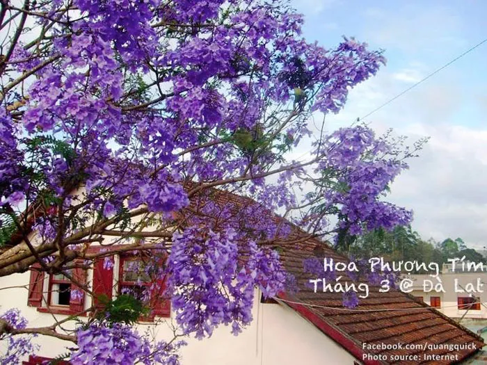Hoa phượng tím - Đà Lạt