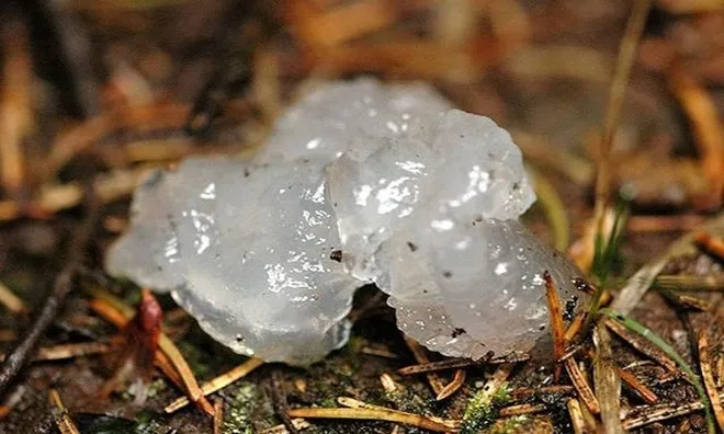 Chất nhầy ngôi sao