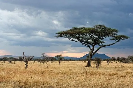 Cánh đồng linh dương Serengeti