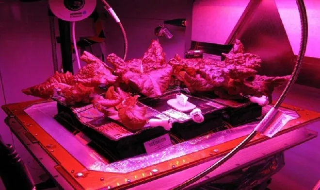 Các nhà khoa học hy vọng loại bắp cải Toyko Bekana sẽ phát triển ở điều kiện môi trường không trọng lực trên ISS.
