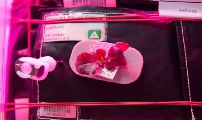NASA đang thực hiện chương trình Veggie nhằm trồng thêm bắp cải trong không gian.