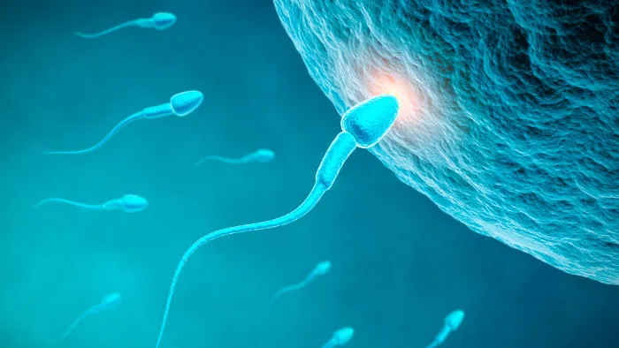 Nếu hormone progesterone không kích hoạt "đuôi" của tinh trùng, việc thụ tinh sẽ không diễn ra.