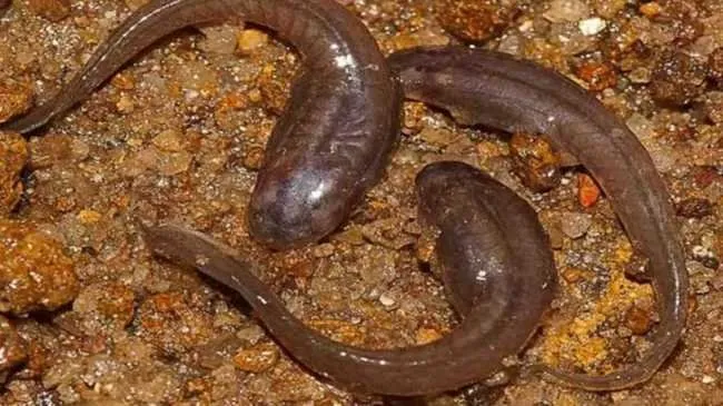 Loài nòng nọc mới thuộc họ ếch "vũ công" Ấn Độ tên Micrixalidae.