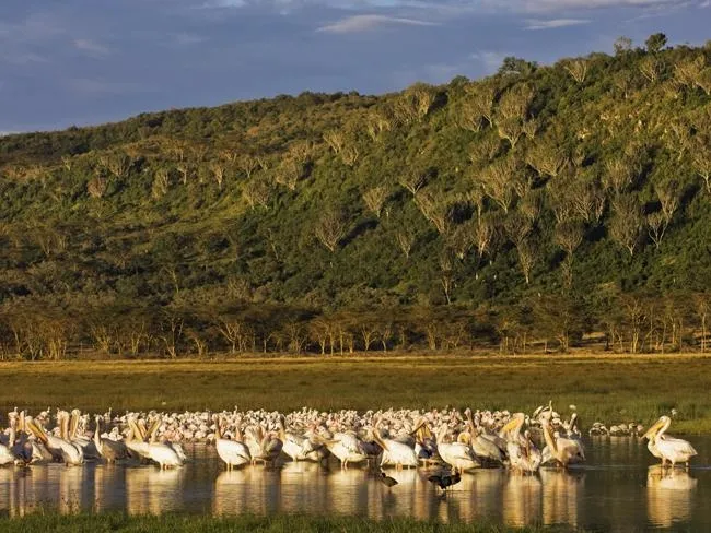 Hệ thống hồ trong thung lũng nứt vỡ lớn (Great Rift Valley) tại Kenya