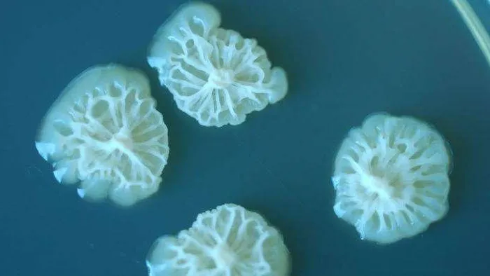 Vi khuẩn Bacillus Safensis đang phát triển mạnh mẽ trong môi trường không trọng lực.