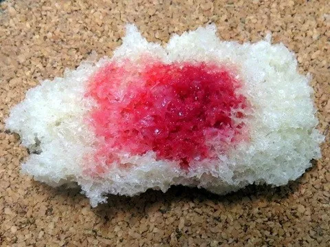 Vi khuẩn Serratia marcessens được nuôi cấy trong phòng thí nghiệm và vi khuẩn phát triển trên bánh mì.