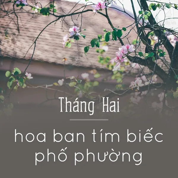 Tháng hai - Hoa ban tím biếc phố phường