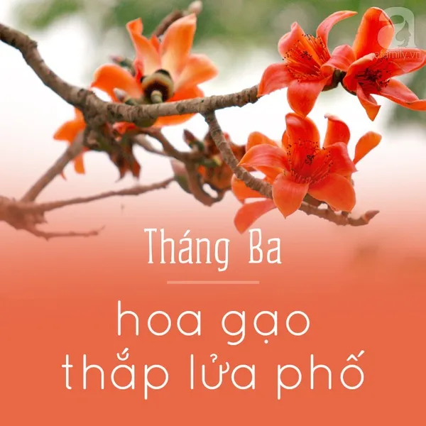 Tháng ba - Họa gạo thắp lửa phố