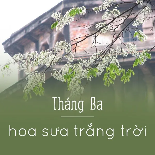 Tháng ba - Hoa sưa trắng trời