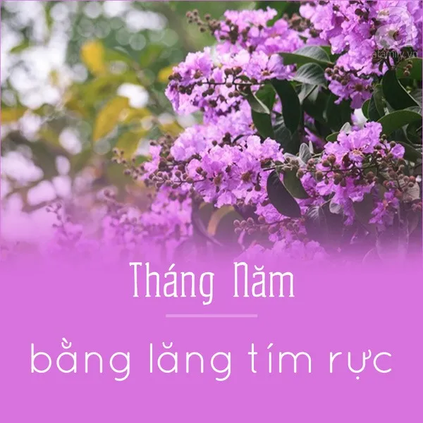 Tháng năm - Bằng lăng tím rực