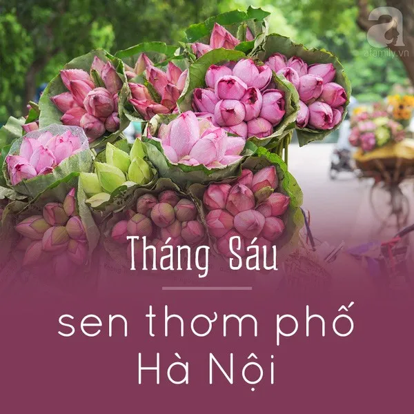 Tháng sau - Sen thơm phố Hà Nội