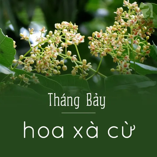 Tháng bảy - Hoa xà cừ
