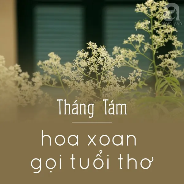 Tháng tám - Hoa xoan gọi tuổi thơ
