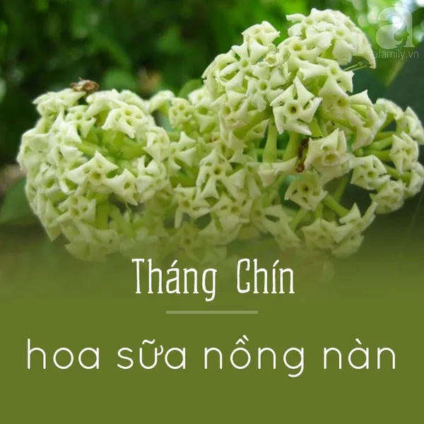 Tháng chín - Hoa sữa nồng nàn
