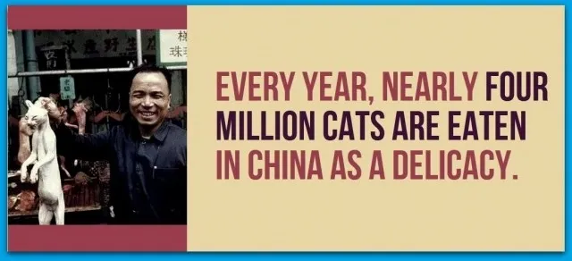 Mỗi năm, gần bốn triệu con mèo được ăn ở Trung Quốc như là một món ăn.