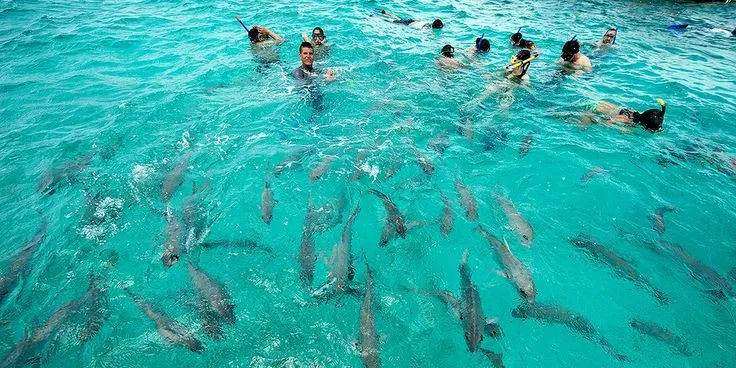 Du khách thoải mái lặn cùng cá mập nhám và cá đuối ở Shark Ray Alley, Belize.