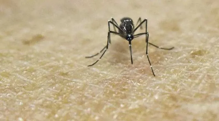 Virus Zika có thể truyền nhiễm qua đường muỗi chích và đáng sợ hơn dự đoán trước đây.