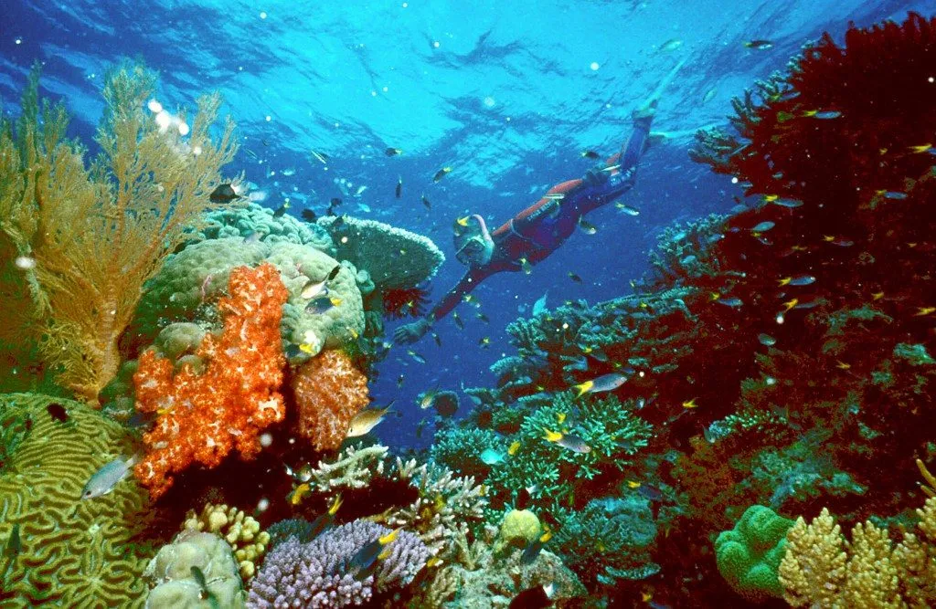 Lặn ở vùng biển Coral trong xanh ở Úc để xem những rặng san hô đẹp ngoạn mục.